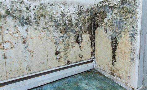 How Long Does It Take for Mold to Grow - All You Need to Know - EnviroKlenz