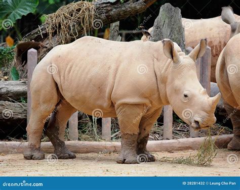 Rhino stock photo. Image of habitat, park, dangerous - 28281432