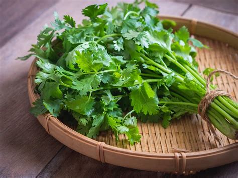 Coriander Vs Parsley