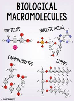 Macromolecules Poster Pack | Nucleic acid, Science posters and Classroom displays