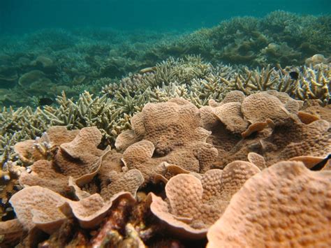 lakshadweep islands Archives | Current Conservation