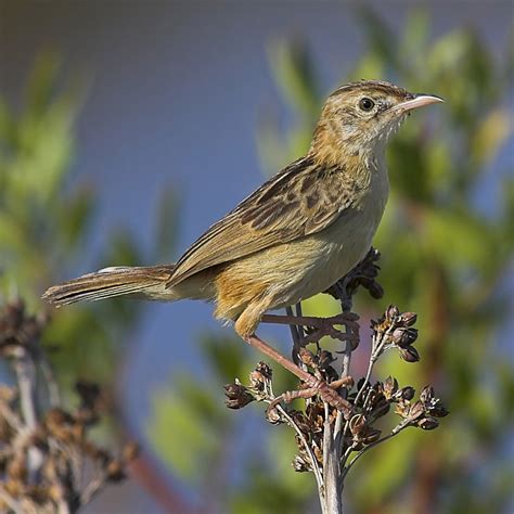 Zitting Cisticola - BirdForum Opus | BirdForum