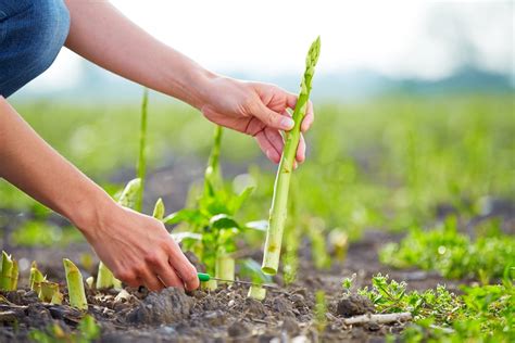 When to Harvest Asparagus » Yes, Timing is Critical