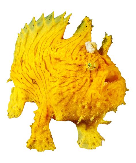 Anglers and Frogfish - Hobbyist & Retailers | Piscine Energetics