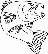 Funny Fish Coloring Pages At GetColoringscom  Free Printable sketch template