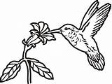 Simple Hummingbird Coloring Pages sketch template