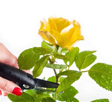 Pruning rose bush shrubs - technique and timing for abundant blooming