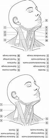 Neck Coloring Muscles Head Drawing Sketch Anatomy Dna Muscle Wave Book  sketch template