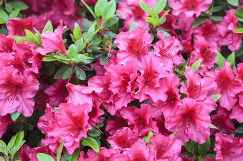 Pink rhododendron flower - Photo #4506 - motosha | Free Stock Photos