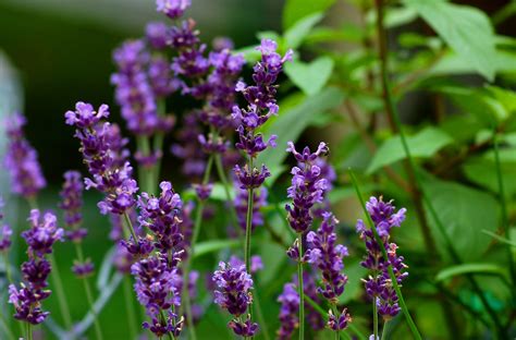 Images Of Lavender Plants - markanthonystudios.net