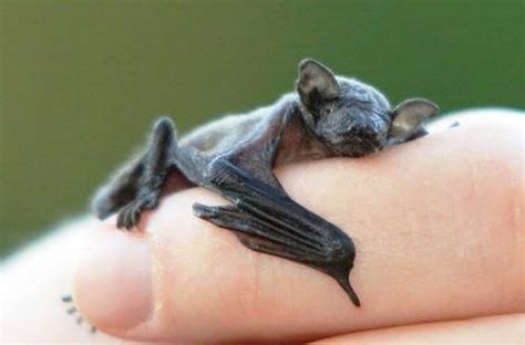 The Bumblebee Bat Is the World’s Smallest Mammal, Weighs Only 2 Grams