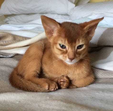 my co-worker's Abyssinian cat Ginger. | i love it. | Pinterest | Abyssinian, Cat and Animal