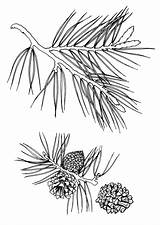 Pine coloring pages To Download And Print For Free sketch template