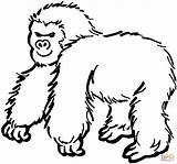 Gorilla coloring page  Free Printable Coloring Pages sketch template