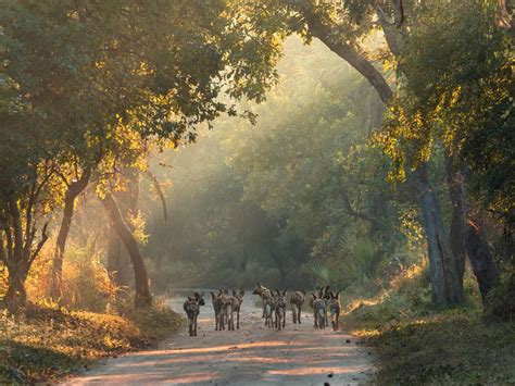 Gorongosa National Park | Mozambique | Wild Safari Guide