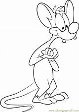 Pinky Coloring Page  Free Animaniacs Pages ColoringPages101com sketch template