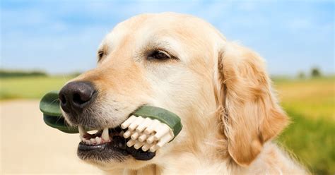 Tips for Cleaning Your Dog's Teeth at Home