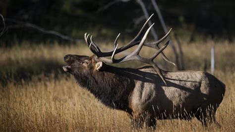 2 large bull elk killed in Rocky Mountain National Park