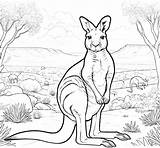 Kangaroo Coloring Pages 13  Gem sketch template