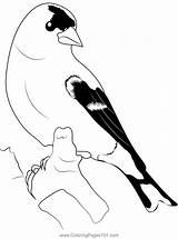 Eastern Goldfinch Coloring Page Sketch sketch template