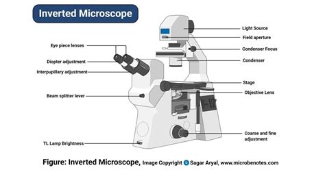 Inverted Microscope- Definition, Principle, Parts, Labeled Diagram ...