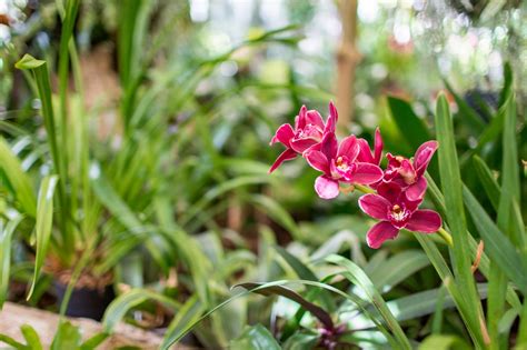 Botanical Gardens Madeira (Madeira) | Jet2holidays