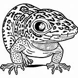Leopard Gecko Coloring Page · Creative Fabrica sketch template