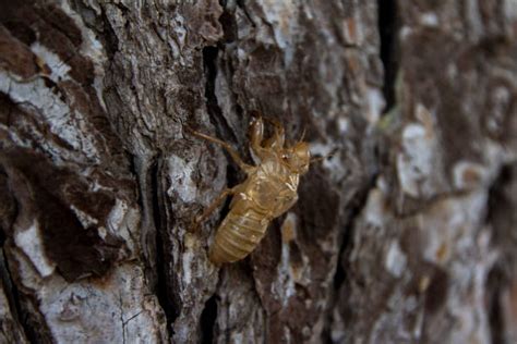 140+ Cicada Shedding Its Exoskeleton Stock Photos, Pictures & Royalty-Free Images - iStock