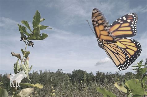 How Does A Monarch Butterfly Defend Itself From Predators?