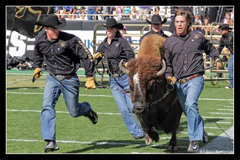 Run Ralphie Run – CU At the Game