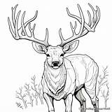 Mule Deer Coloring Pages  Free & Printable sketch template