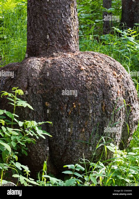 Burl growth hi-res stock photography and images - Alamy