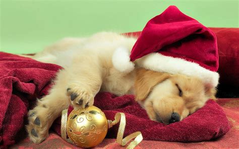 Golden Retriever Puppy Wallpapers - Wallpaper Cave