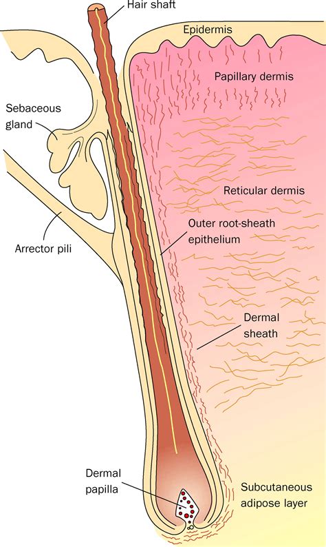 Hair follicle dermal sheath cells: unsung participants in wound healing ...