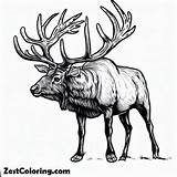 Bull Elk Coloring Pages  For Kids – Smart Creative And Fun sketch template
