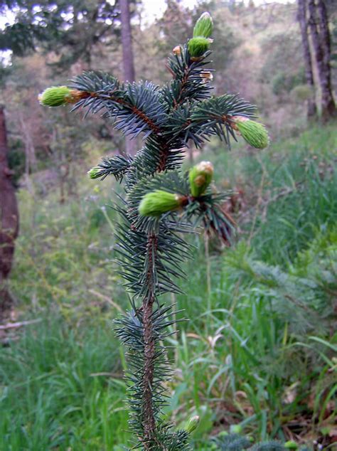 Picea sitchensis - Sitka Spruce for sale - Red Panda Nursery