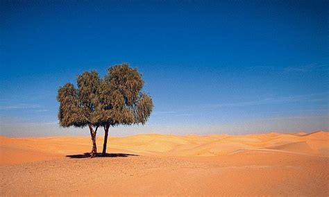 You will be surprised to know about the National Tree of UAE - WOW-RAK