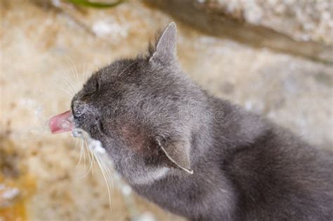 Cat Drinking Tap Water Outdoor Stock Image - Image of drink, meow: 12101243