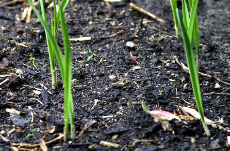 How to grow garlic from old cloves - The Backyard Farmer