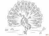 Beautiful Peacock coloring Page  Free Printable Coloring Pages sketch template