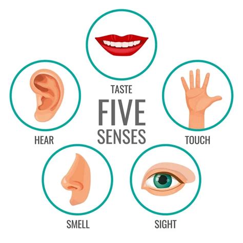 Five senses of human perception poster icons. Taste and hear - Stock Image - Everypixel