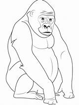 Gorilla Coloring Pages sketch template