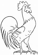 Chicken Chook Coloring Pages sketch template
