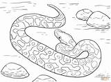 Burmese Python Coloring Page Pages sketch template