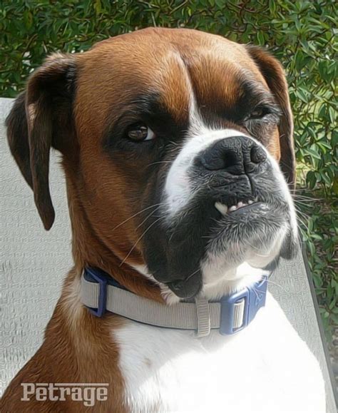 Boxer Dog boxer dog temperament boxer dogs 101 boxer dog website biggest boxer dog dog breeds ...