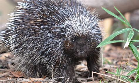 Erethizon dorsatum (North american porcupine) | Humboldt Life | Lost ...