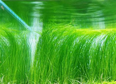 Eleocharis Vivipara Keeping in Aquarium Plant: Care, Growing