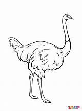 Emu Coloring Pages Printable For Free Download sketch template