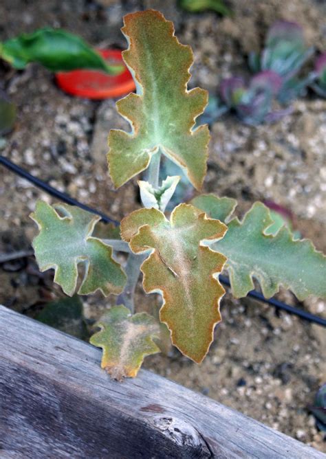 Kalanchoe Plantlet Propagation Update