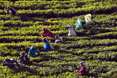 Tea plantations near Kandy Sri Lanka | Tea plantations near … | Flickr
